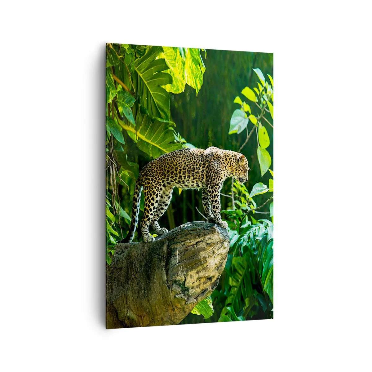 Bild auf Leinwand - Leinwandbild - Ein Leopard steht auf einem Felsen, umgeben von tropischer Vegetation - 80x120cm - Auf die Jagd? - Moderne Wanddekoration für Wohnzimmer und Schlafzimmer ARTTOR