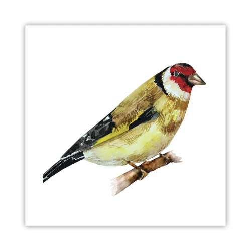 Poster - Vogelporträt - 40x40 cm