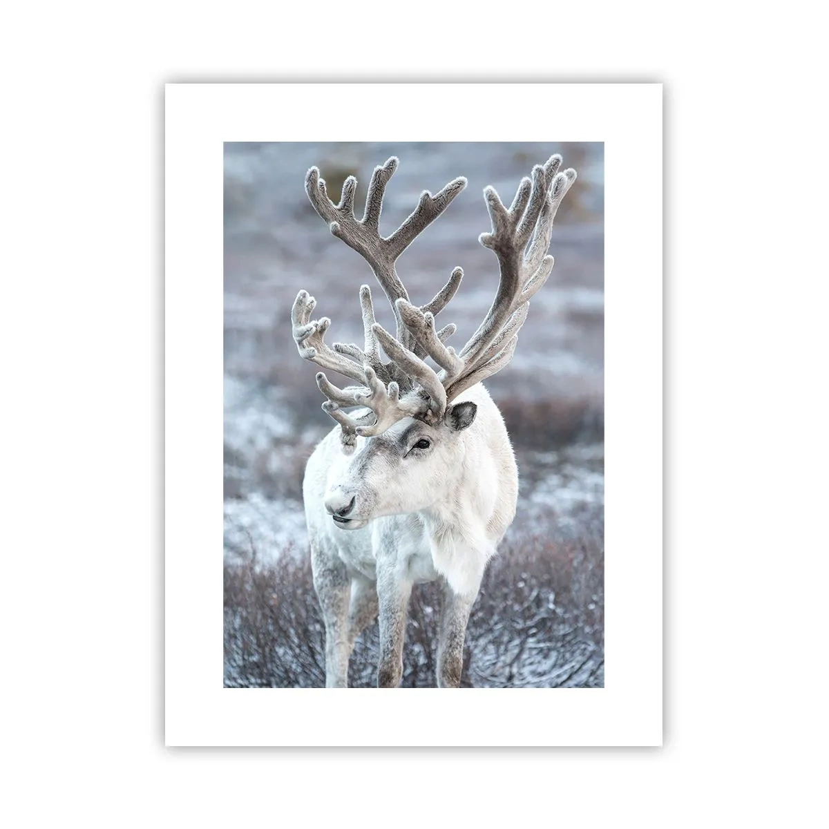 Poster - Porträt in der Sonne - 30x40 cm