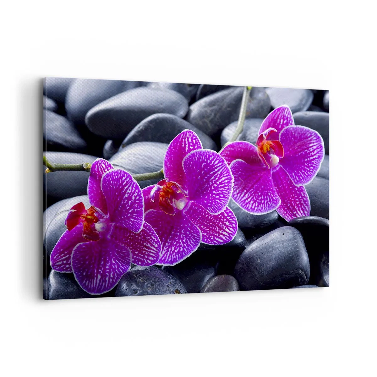 Bild auf Leinwand - Leinwandbild - Lila Orchideen vor einem Hintergrund aus schwarzen Steinen - 120x80cm - Die Steine