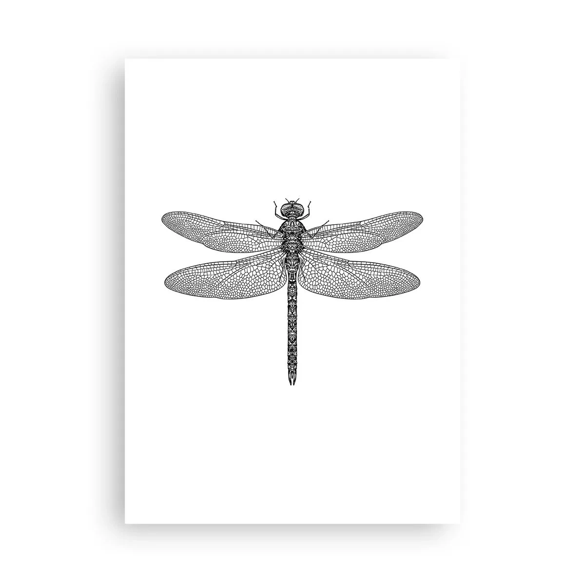 Poster - Schwarz-weiße Abbildung einer Libelle auf weißem Hintergrund - 50x70cm - Präzision der Natur - Moderne Wanddekoration für Wohnzimmer und Schlafzimmer ARTTOR