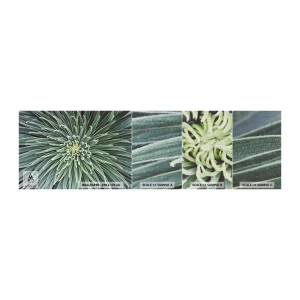 Fototapeten Muster Premium Canvas - Ein Star ist geboren - Agavenblüte, Agave, Blumen - 100x30 cm