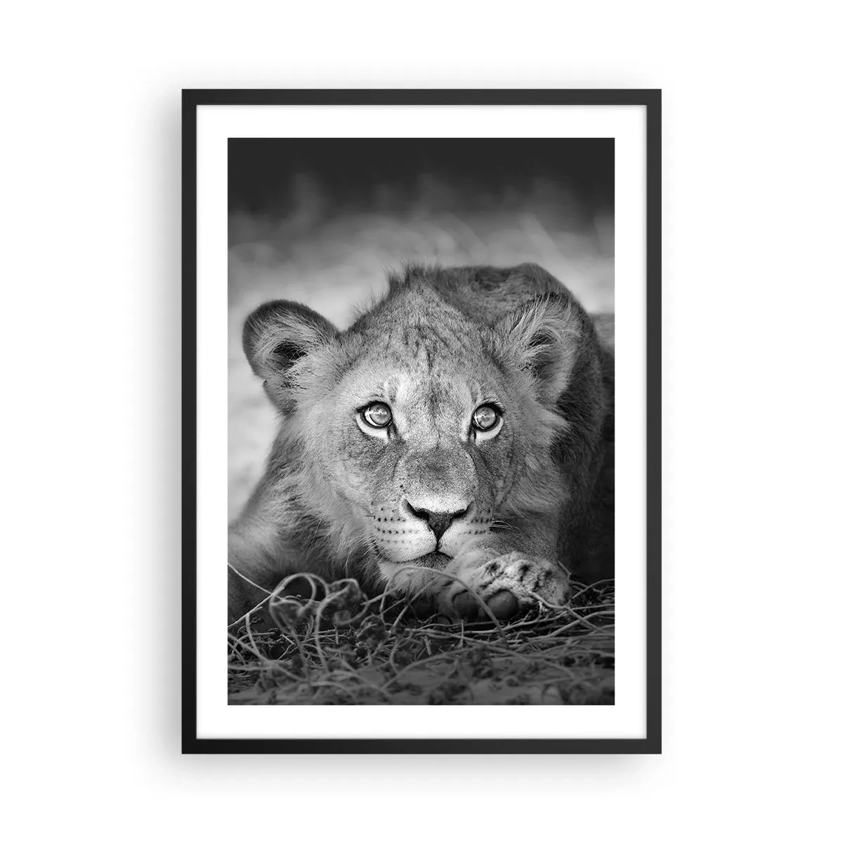 Poster in einem schwarzem Rahmen - Ein junger Löwe in monochromen Tönen - 50x70cm - Königlicher Welpe - Moderne Wanddekoration für Wohnzimmer und Schlafzimmer ARTTOR