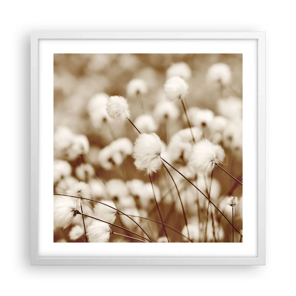 Poster in einem weißen Rahmen - Flauschiges Kornfeld - 50x50 cm