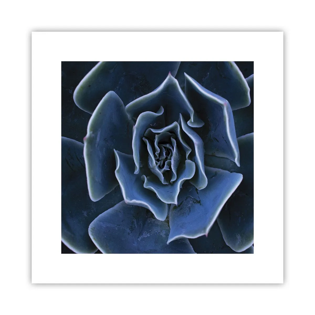 Poster - Wüstenblume - 30x30 cm