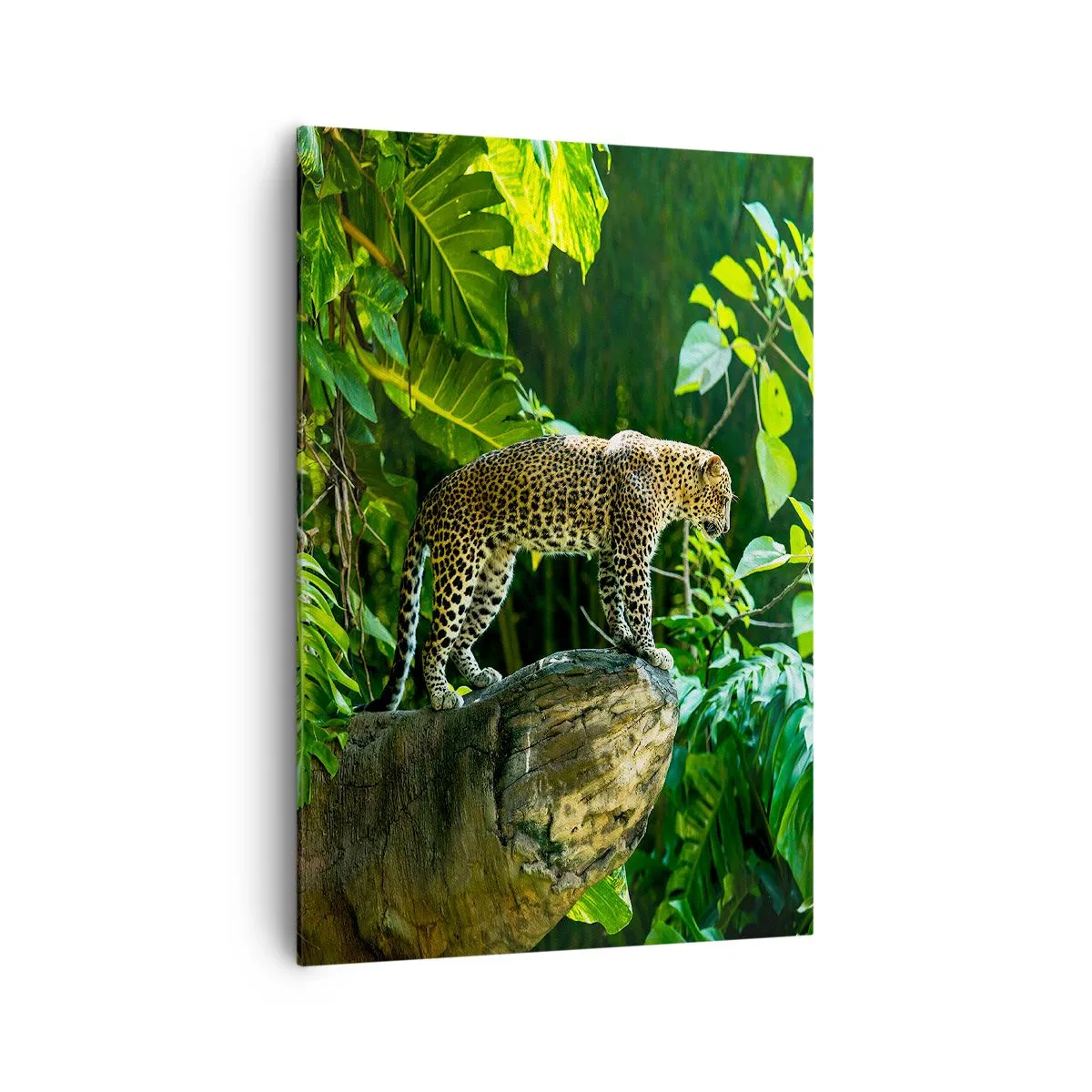 Bild auf Leinwand - Leinwandbild - Ein Leopard steht auf einem Felsen, umgeben von tropischer Vegetation - 70x100cm - Auf die Jagd? - Moderne Wanddekoration für Wohnzimmer und Schlafzimmer ARTTOR