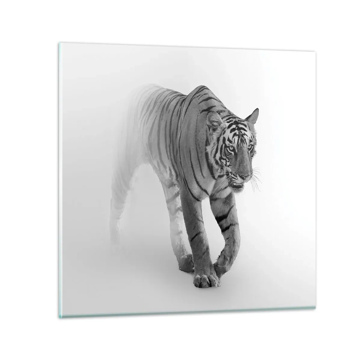 Glasbild - Bild auf glas - Im Nebel gelauert - 50x50 cm