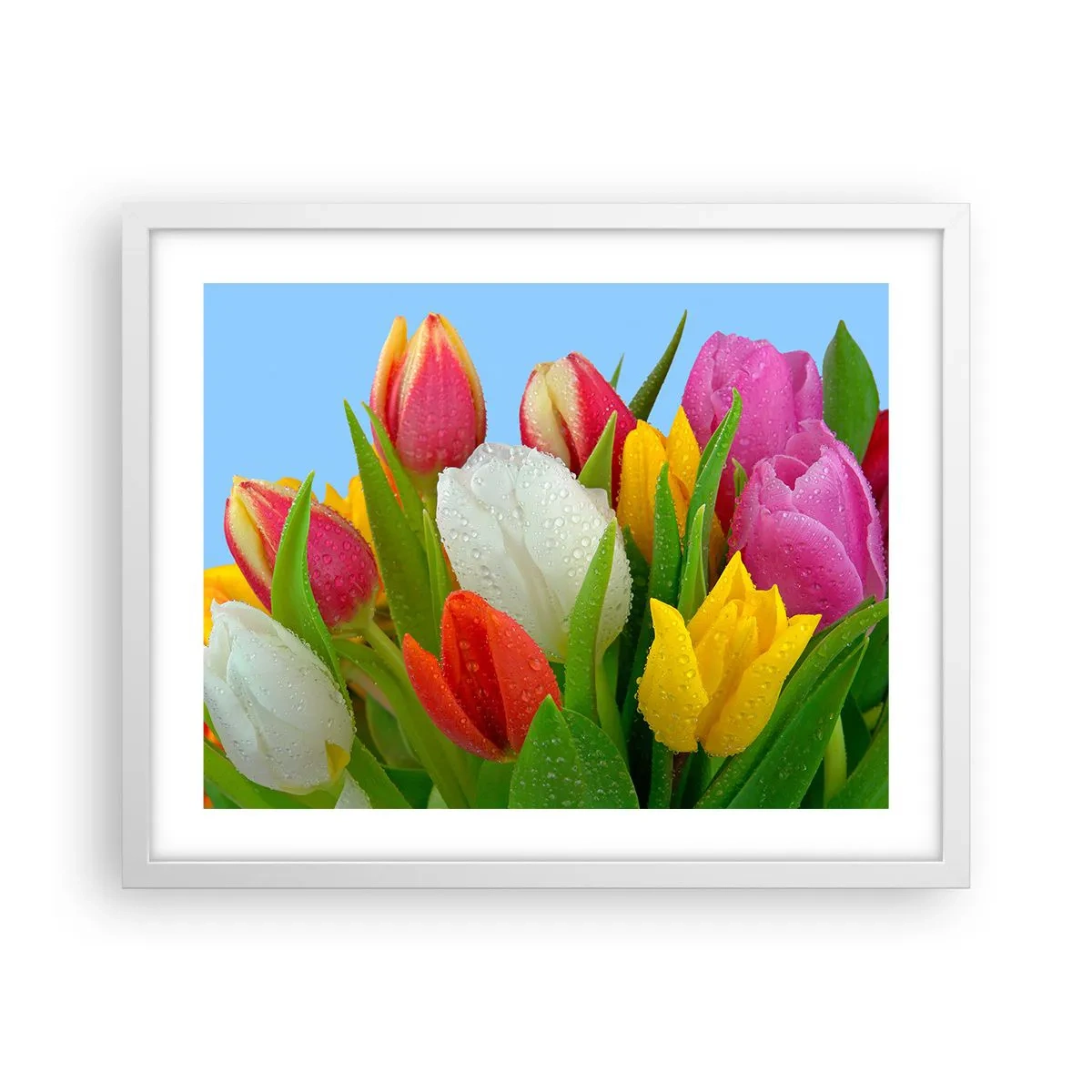 Poster in einem weißen Rahmen - Ein blumiger Regenbogen in Tautropfen - 50x40 cm