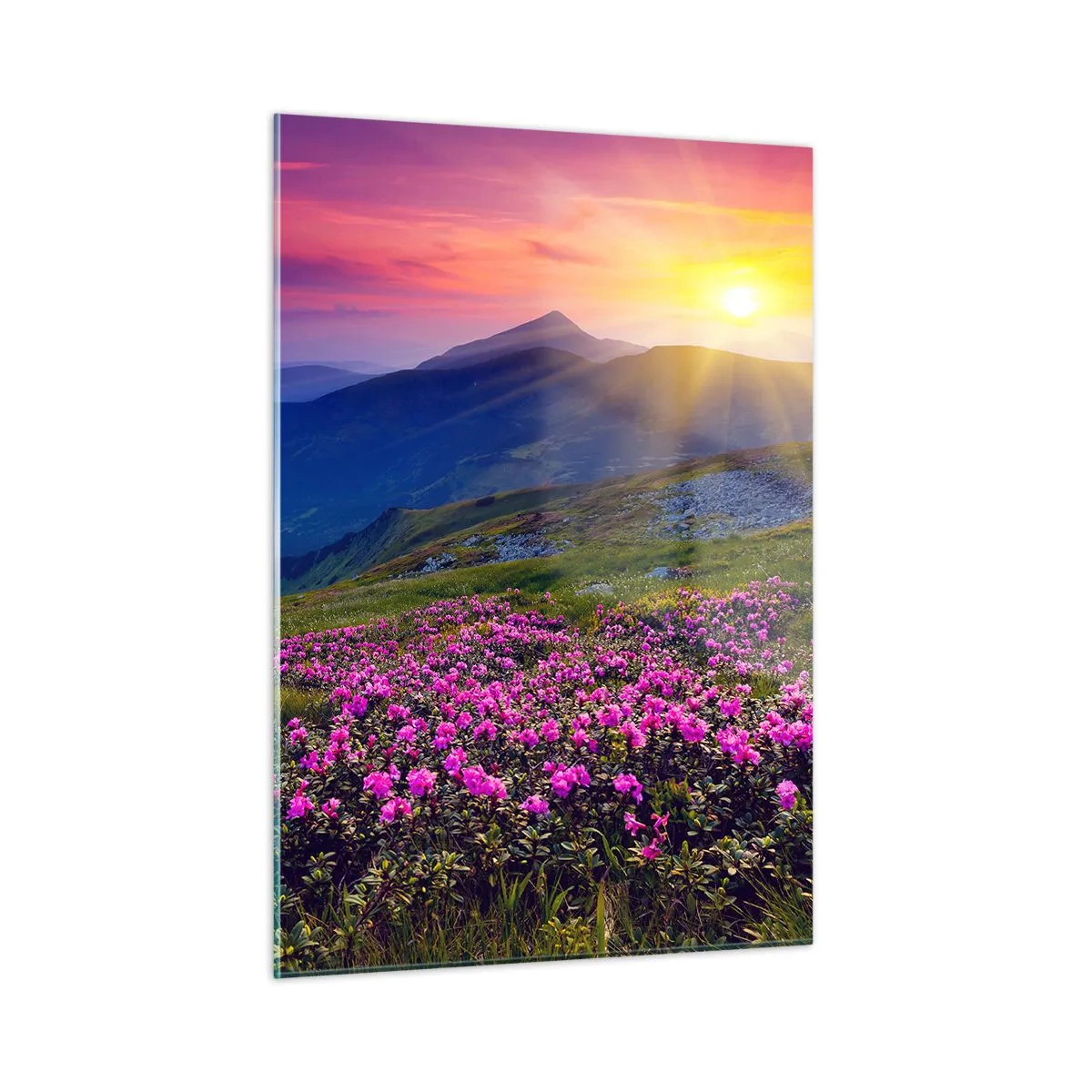 Glasbild - Bild auf glas - Blumenwiesen in den Bergen bei Sonnenaufgang - 50x70cm - … Und drumherum duftet es nach Latschenkiefer und dem Duft von Kräutern - Moderne Wanddekoration für Wohnzimmer und Schlafzimmer ARTTOR