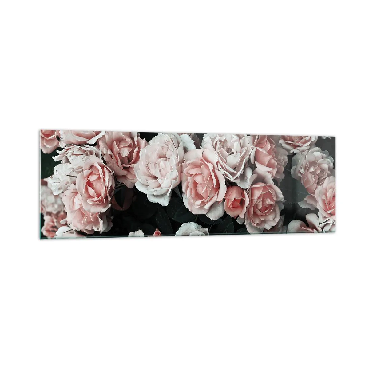 Glasbild - Bild auf glas - Rosa Rosen auf dunklem Hintergrund in einer subtilen Komposition - 160x50cm - Rosen-Ensemble - Moderne Wanddekoration für Wohnzimmer und Schlafzimmer ARTTOR