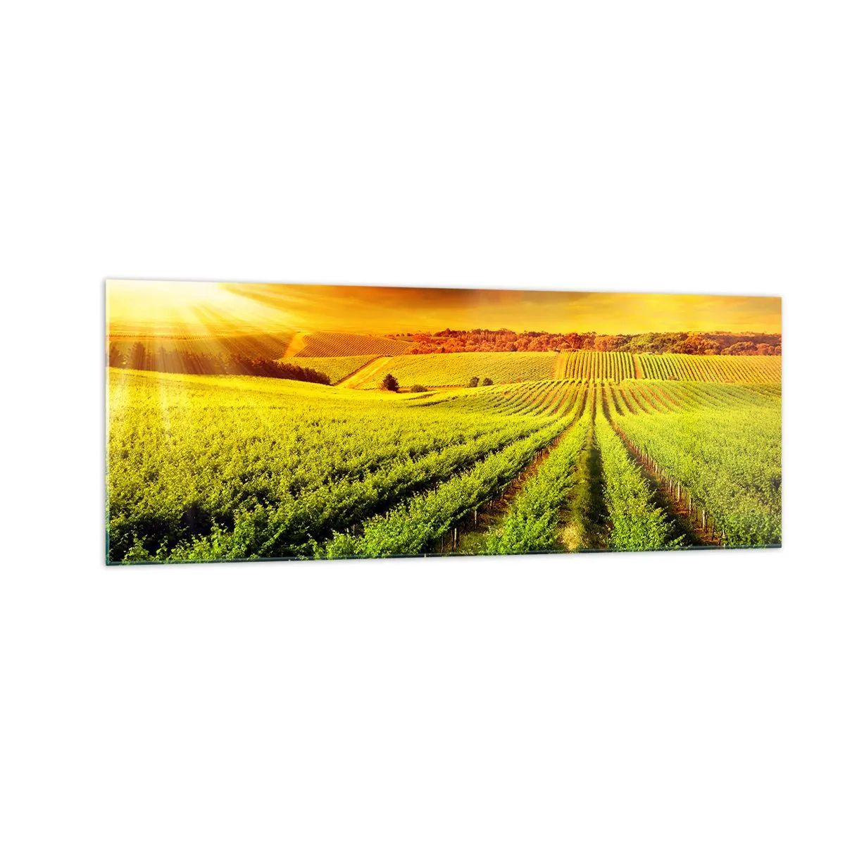 Glasbild - Bild auf glas - Goldene Weinberge, beleuchtet von den Sonnenstrahlen - 140x50cm - Unter der australischen Sonne - Moderne Wanddekoration für Wohnzimmer und Schlafzimmer ARTTOR