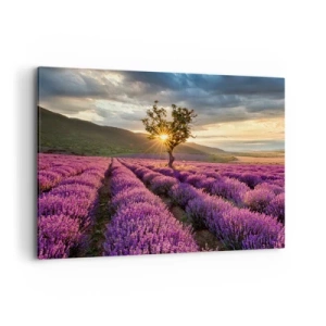 Bild auf Leinwand - Leinwandbild - Ein Lavendelfeld mit einem einsamen Baum bei Sonnenuntergang - 100x70cm - Fliederfarbenes Aroma - Moderne Wanddekoration für Wohnzimmer und Schlafzimmer ARTTOR
