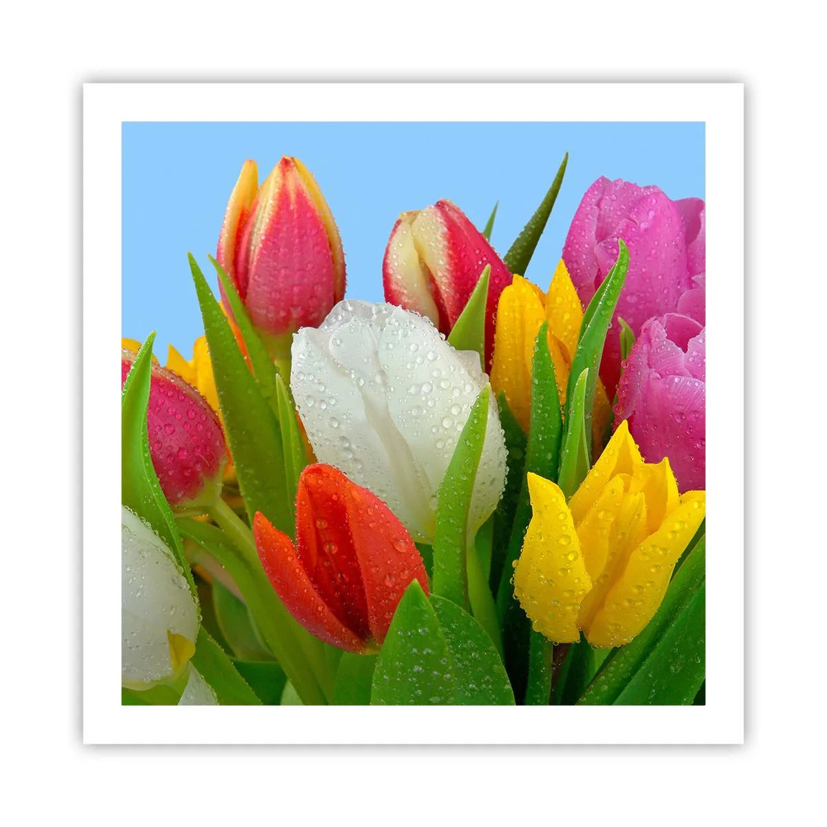 Poster - Ein blumiger Regenbogen in Tautropfen - 60x60 cm
