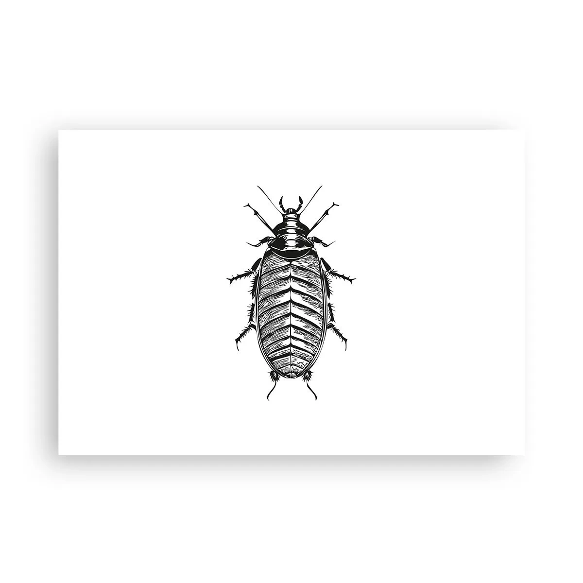 Poster - Grafik eines schwarz-weißen Insekts auf weißem Hintergrund - 100x70cm - Was für ein Exemplar! - Moderne Wanddekoration für Wohnzimmer und Schlafzimmer ARTTOR