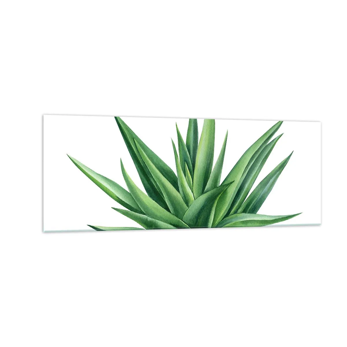 Glasbild - Bild auf glas - Eine saftige grüne Pflanze auf weißem Hintergrund - 140x50cm - Grün – Kraft – Leben - Moderne Wanddekoration für Wohnzimmer und Schlafzimmer ARTTOR