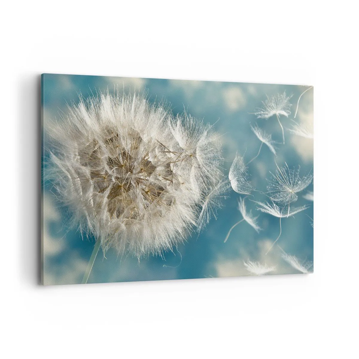 Bild auf Leinwand - Leinwandbild - Ein verwelkter Löwenzahn vor blauem Himmel - 100x70cm - Engelsatem - Moderne Wanddekoration für Wohnzimmer und Schlafzimmer ARTTOR