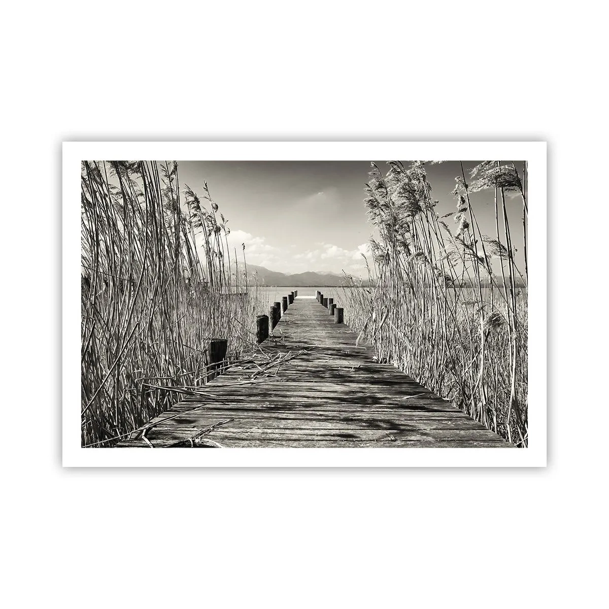 Poster - In der Stille des Grases - 91x61 cm