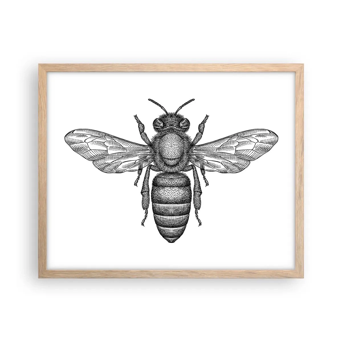 Poster in einem Rahmen aus heller Eiche - Insektenporträt - 50x40 cm