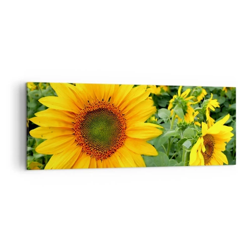 Bild auf Leinwand - Leinwandbild - Ein Feld mit Sonnenblumen und gelben Blüten vor einem Hintergrund aus grünen Blättern - 140x50cm - Hunderte von Sonnen flammten auf - Moderne Wanddekoration für Wohnzimmer und Schlafzimmer ARTTOR