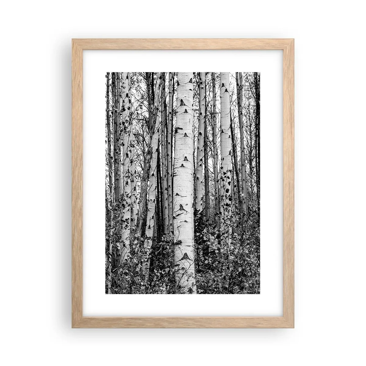 Poster in einem Rahmen aus heller Eiche - Birkenkolonnade - 30x40 cm