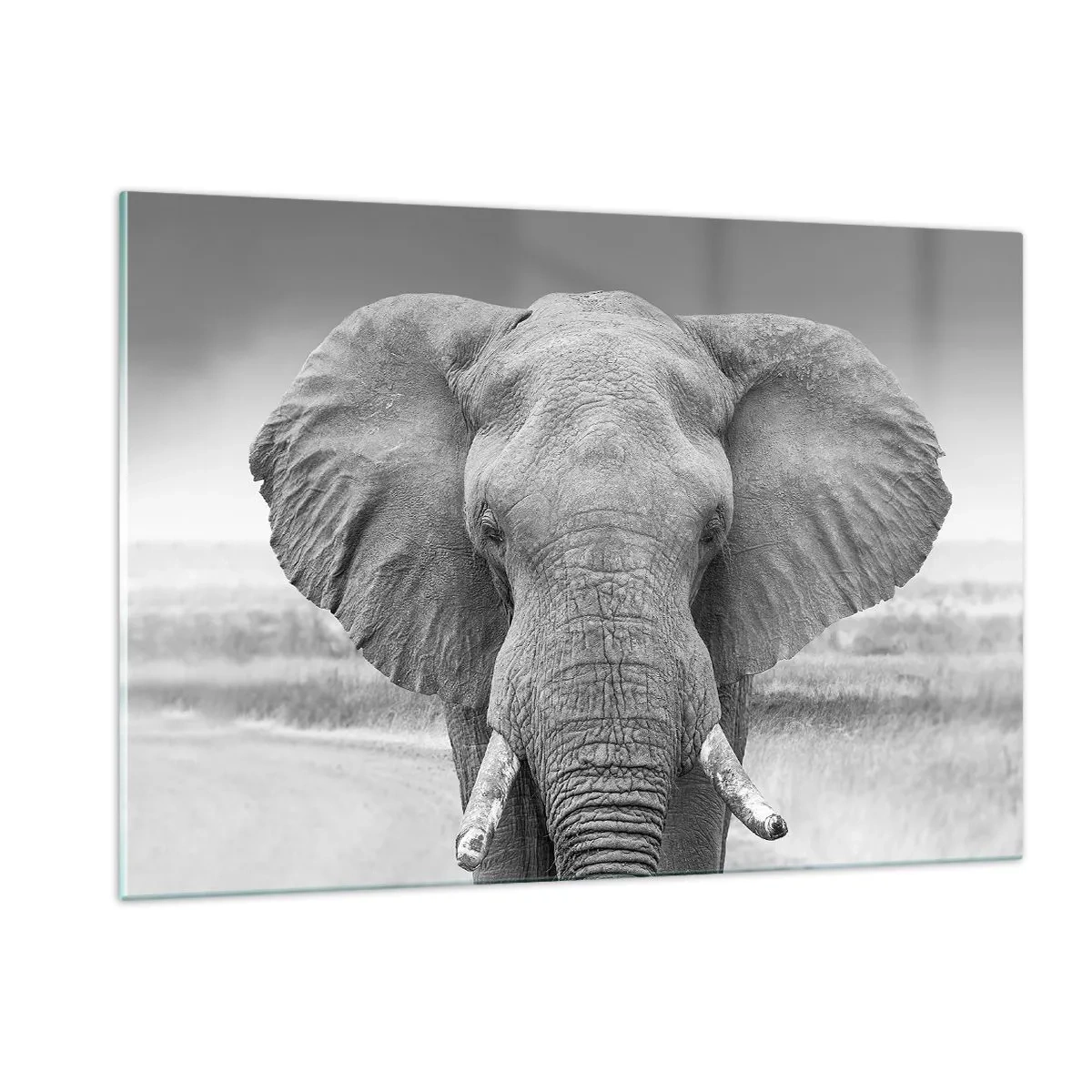 Glasbild - Bild auf glas - Schwarz-Weiß-Porträt eines Elefanten in der Savanne - 120x80cm - Willkommen in meiner Welt - Moderne Wanddekoration für Wohnzimmer und Schlafzimmer ARTTOR