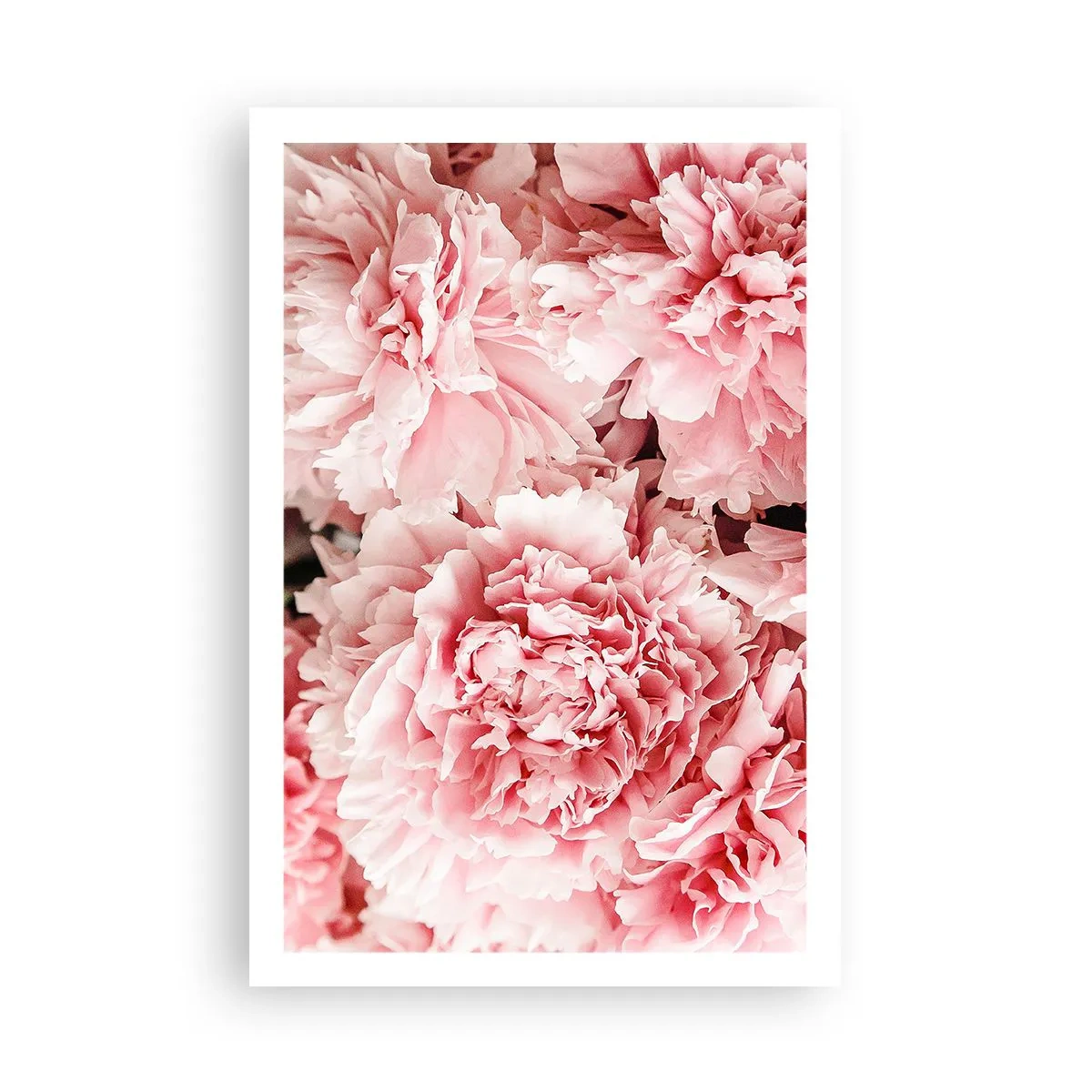 Poster - Rosa Traum - 61x91 cm