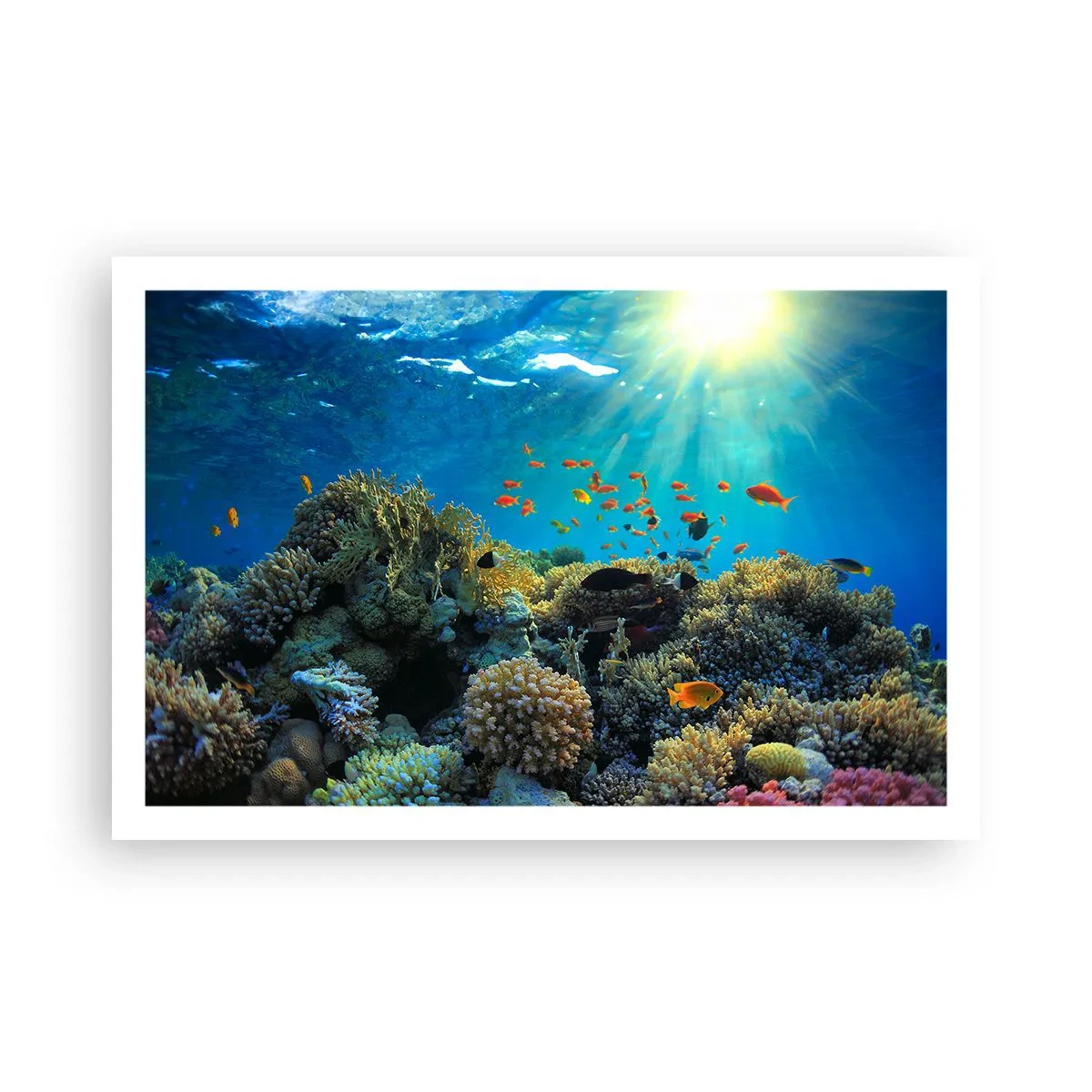 Poster - Unterwasserschätze - 91x61 cm