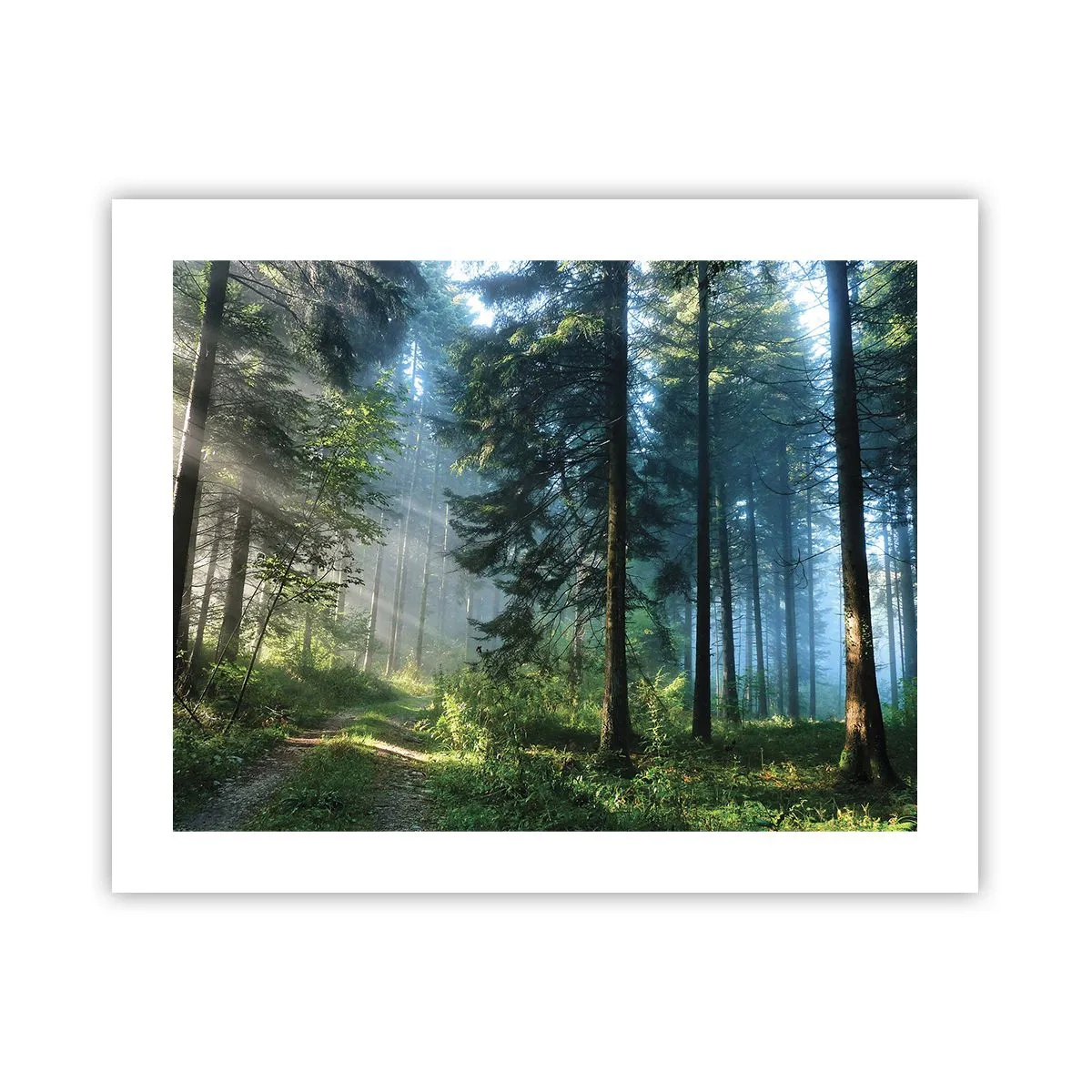 Poster - Strahlend am Morgen - 50x40 cm