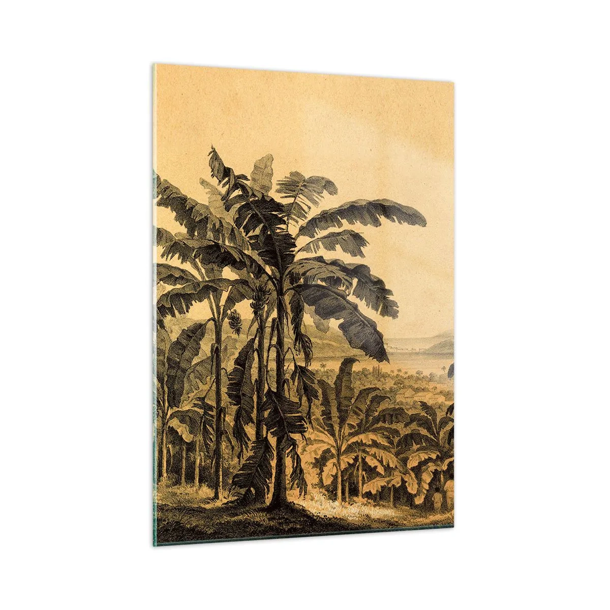 Glasbild - Bild auf glas - Eine Vintage-Illustration einer Bananenplantage mit einem entfernten Berg im Hintergrund. - 50x70cm - in einem kolonialen Klima - Moderne Wanddekoration für Wohnzimmer und Schlafzimmer ARTTOR