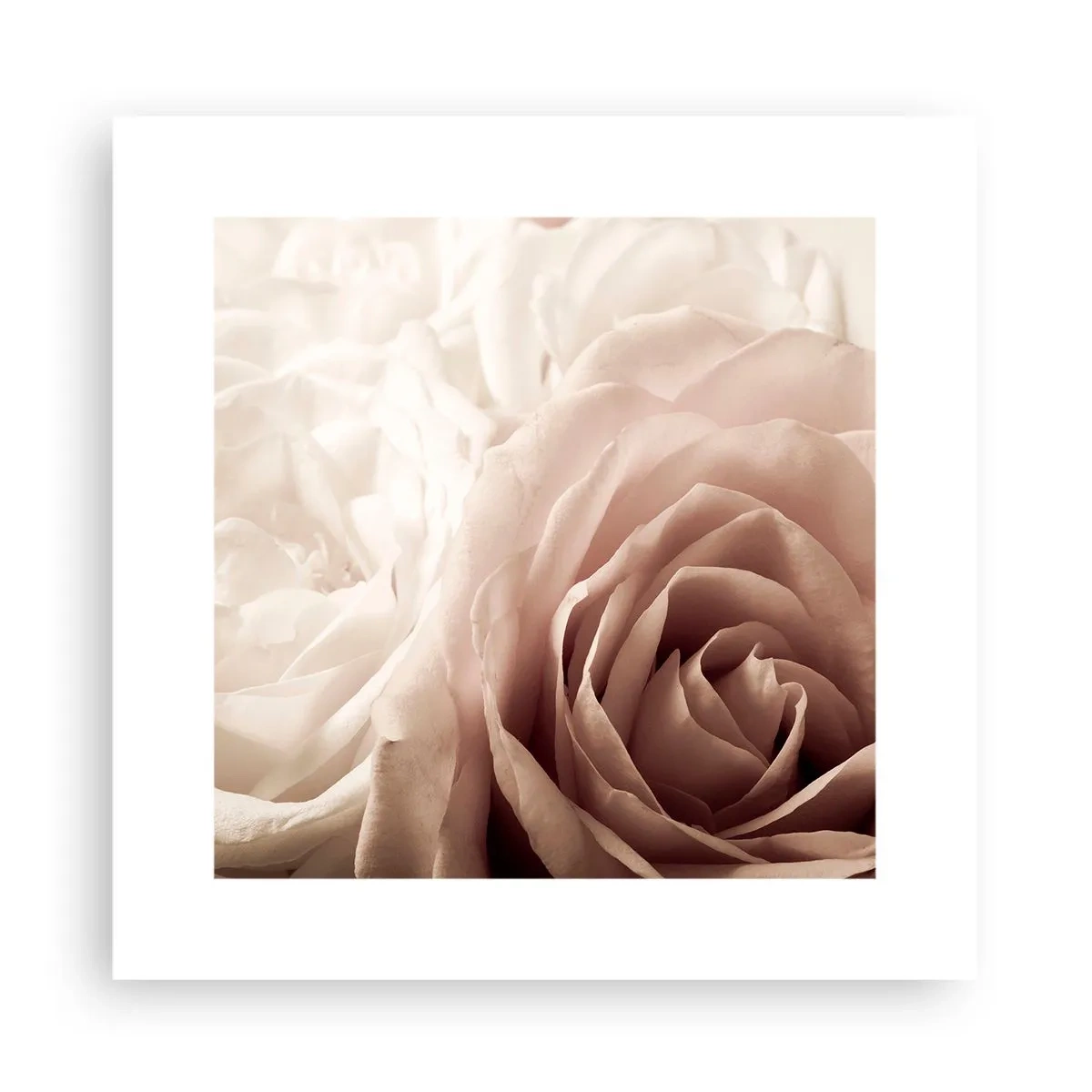 Poster - Im Herzen der Rose - 30x30 cm