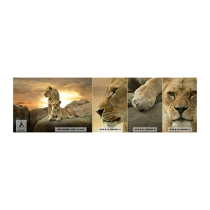 Fototapeten Muster Premium Sand - Königliche Majestät - Tiere, Löwe, Natur - 100x30 cm
