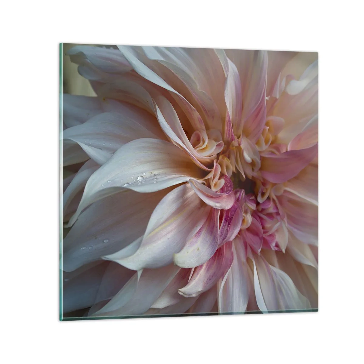 Glasbild - Bild auf glas - Blühende Frische - 70x70 cm