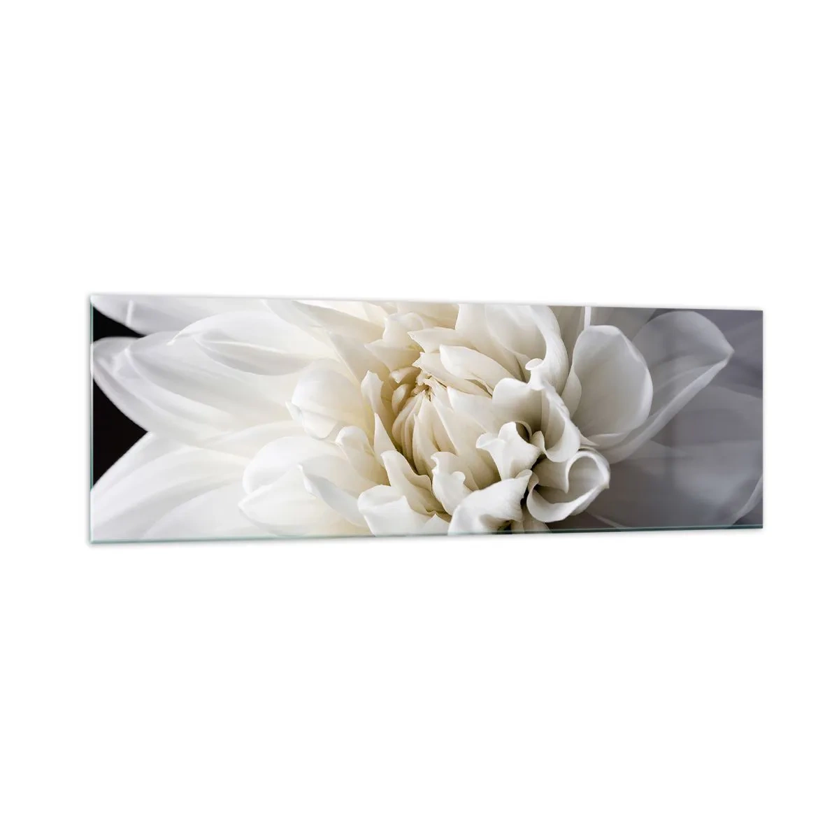Glasbild - Bild auf glas - Eine zarte weiße Blume auf schwarzem Hintergrund in einer eleganten Komposition - 160x50cm - Der Morgen der Braut - Moderne Wanddekoration für Wohnzimmer und Schlafzimmer ARTTOR