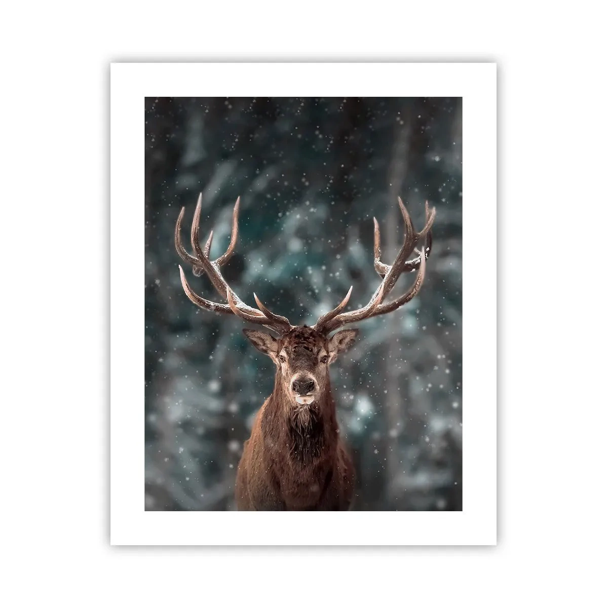 Poster - Gekrönter König des Waldes - 40x50 cm