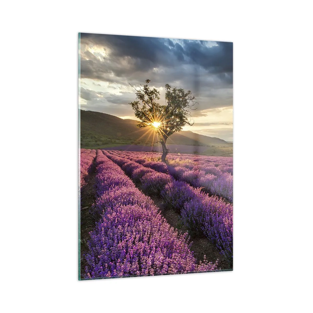 Glasbild - Bild auf glas - Ein Lavendelfeld mit einem einsamen Baum in den Strahlen der untergehenden Sonne - 50x70cm - Fliederfarbenes Aroma - Moderne Wanddekoration für Wohnzimmer und Schlafzimmer ARTTOR