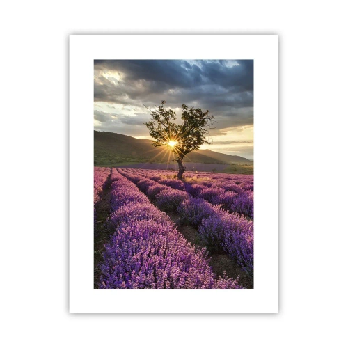 Poster - Fliederfarbenes Aroma - 30x40 cm