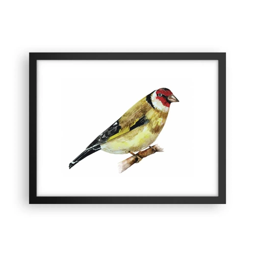 Poster in einem schwarzem Rahmen - Vogelporträt - 40x30 cm