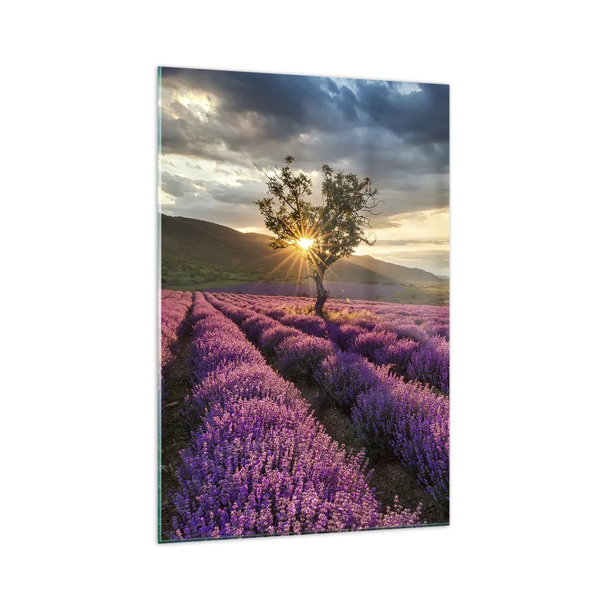 Glasbild - Bild auf glas - Ein Lavendelfeld mit einem einsamen Baum bei Sonnenuntergang - 70x100cm - Fliederfarbenes Aroma - Moderne Wanddekoration für Wohnzimmer und Schlafzimmer ARTTOR