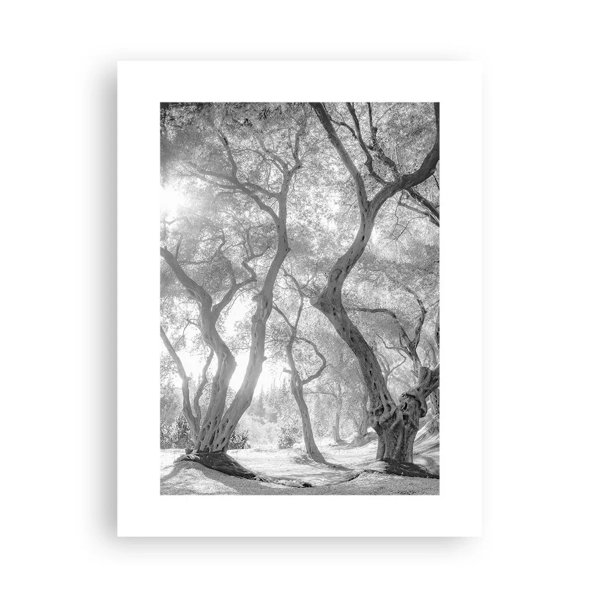 Poster - Im Olivenhain - 30x40 cm