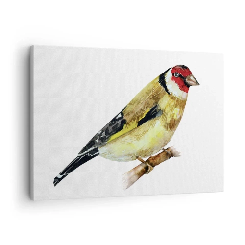 Bild auf Leinwand - Leinwandbild - Ein Vogel mit rotem Kopf auf einem Ast - 70x50cm - Vogelporträt - Moderne Wanddekoration für Wohnzimmer und Schlafzimmer ARTTOR