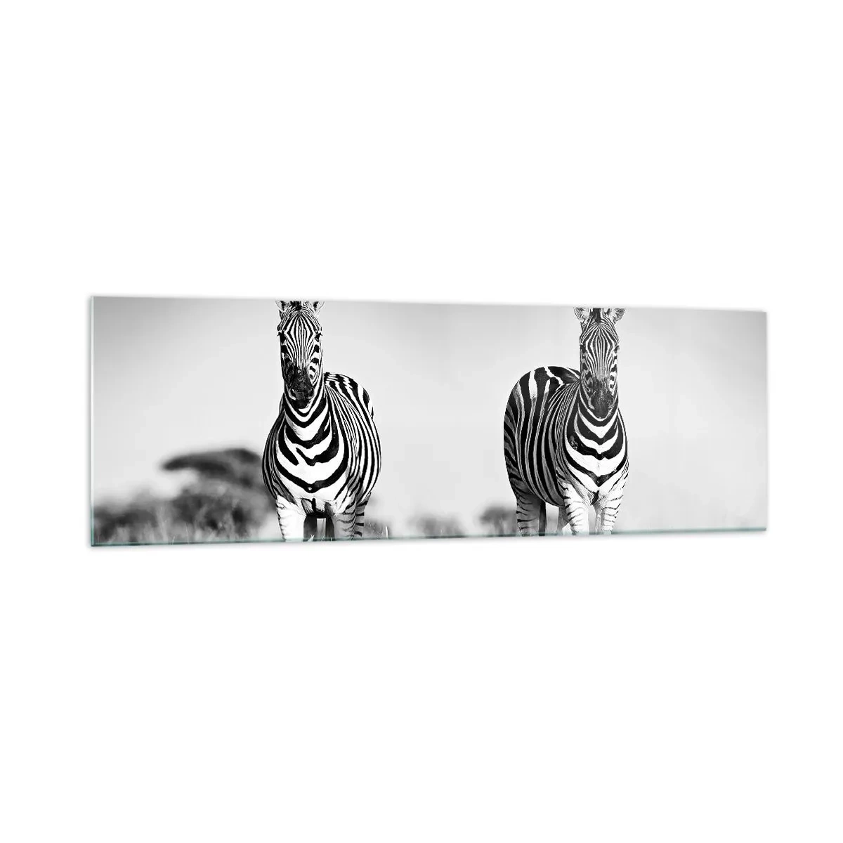 Glasbild - Bild auf glas - Zwei Zebras in der Savanne im monochromen Stil - 160x50cm - Die Welt ist doch schwarz-weiß - Moderne Wanddekoration für Wohnzimmer und Schlafzimmer ARTTOR