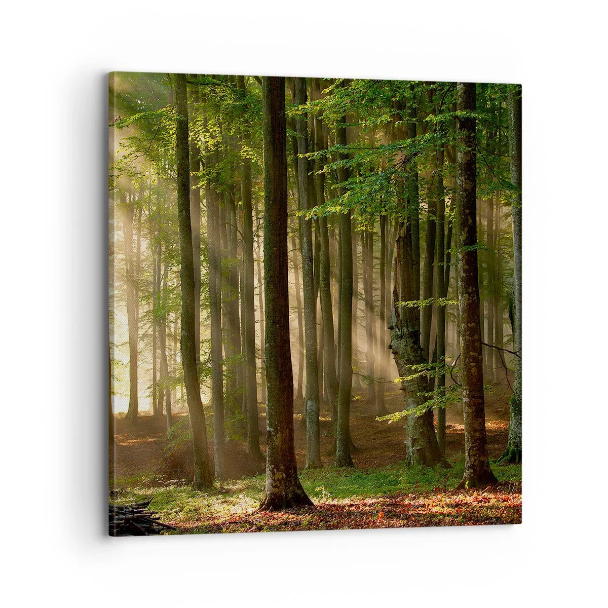 Bild auf Leinwand - Leinwandbild - Strahlend an einem Frühlingsmorgen - 70x70 cm