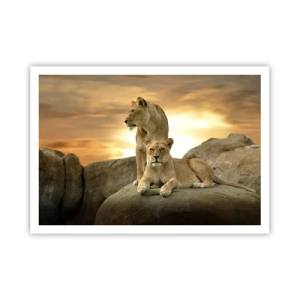 Poster - Zwei Löwinnen ruhen bei Sonnenuntergang auf einem Felsen - 100x70cm - Königliche Majestät - Moderne Wanddekoration für Wohnzimmer und Schlafzimmer ARTTOR