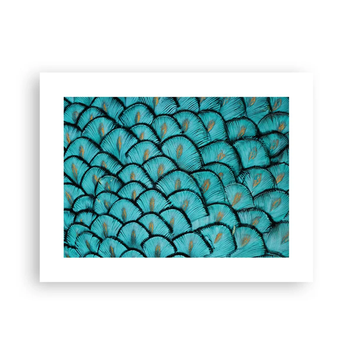 Poster - Große Federgala - 40x30 cm