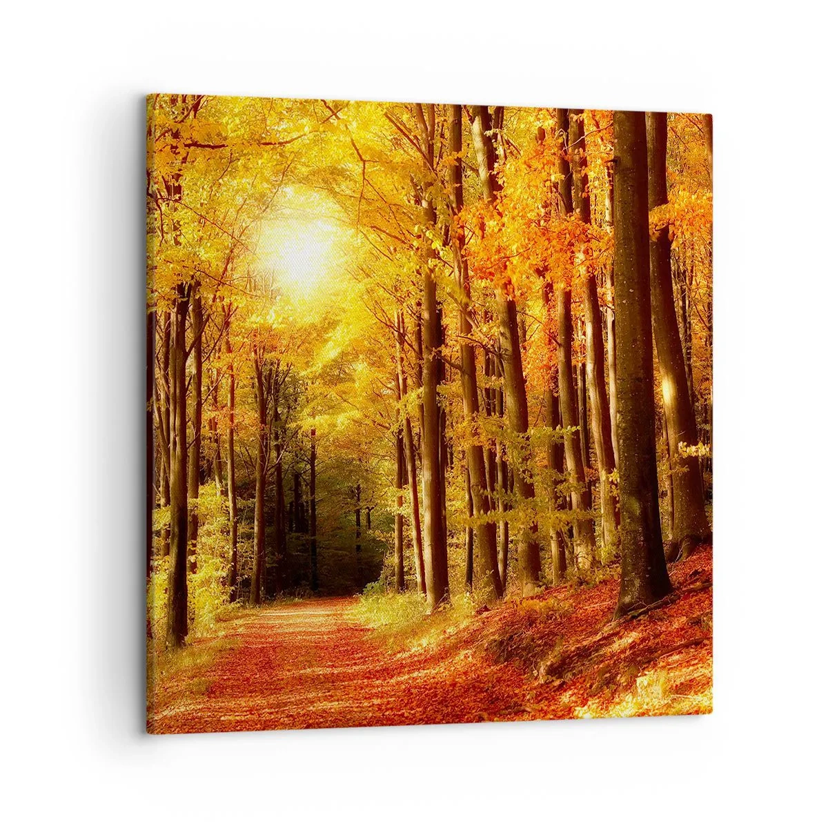 Bild auf Leinwand - Leinwandbild - Goldener Herbst auf einer Forststraße - 50x50 cm