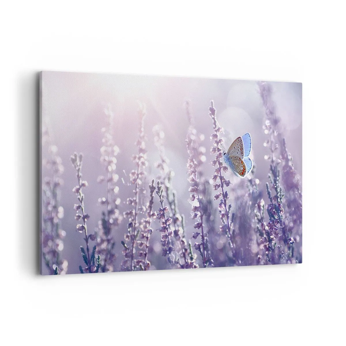 Bild auf Leinwand - Leinwandbild - Ein Schmetterling auf blühendem Lavendel im Morgenlicht - 120x80cm - Schmetterlingskuss - Moderne Wanddekoration für Wohnzimmer und Schlafzimmer ARTTOR