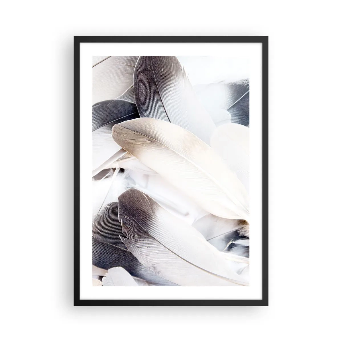 Poster in einem schwarzem Rahmen - Zarte Federn in einer hellen, minimalistischen Komposition - 50x70cm - Fast engelhaft - Moderne Wanddekoration für Wohnzimmer und Schlafzimmer ARTTOR