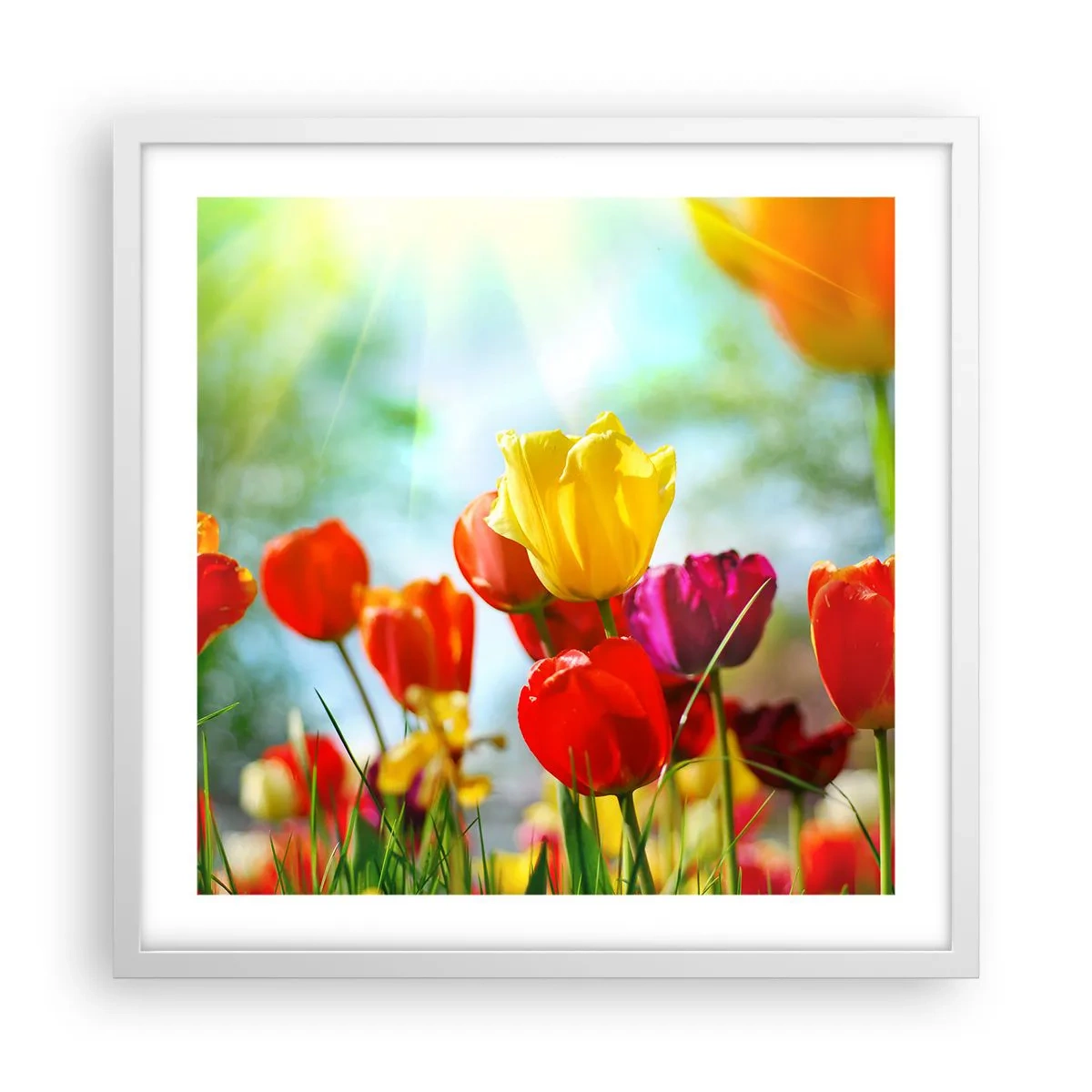 Poster in einem weißen Rahmen - Alle Farben der Sonne - 50x50 cm