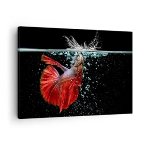 Bild auf Leinwand - Leinwandbild - Ein prächtiger Kampffisch im Wasser vor dunklem Hintergrund - 70x50cm - Du hast drei Wünsche - Moderne Wanddekoration für Wohnzimmer und Schlafzimmer ARTTOR
