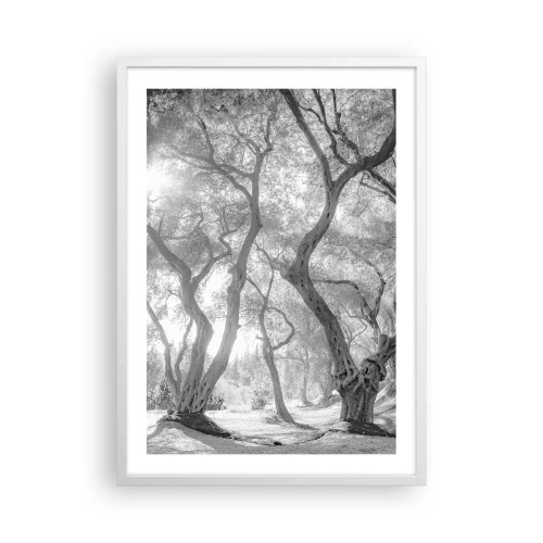 Poster in einem weißen Rahmen - Im Olivenhain - 50x70 cm